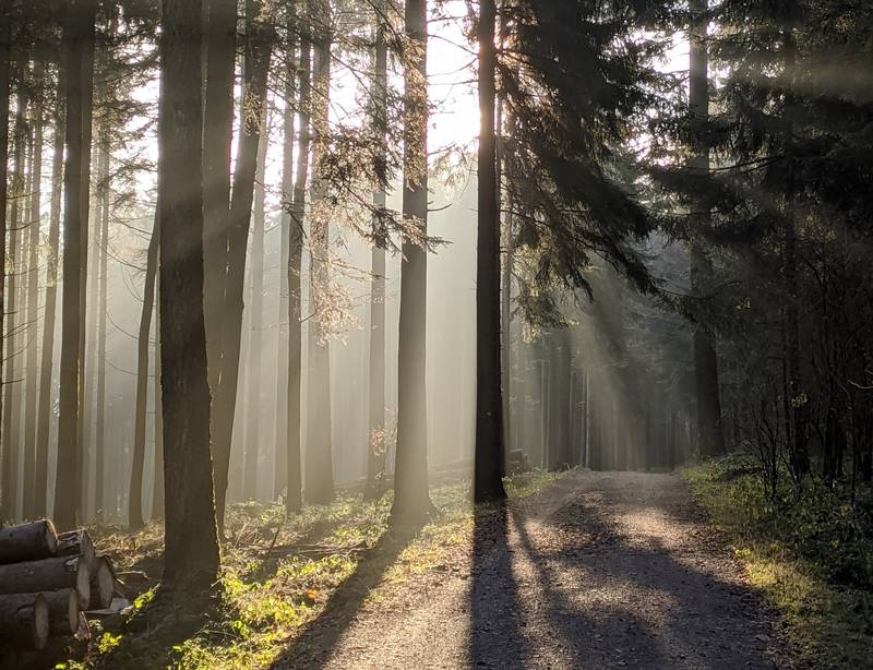 Un bosco di abeti